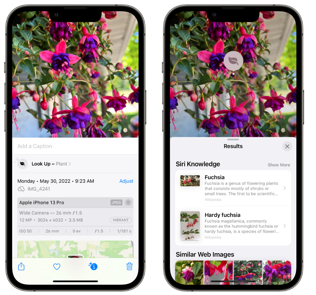 育才镇苹果手机维修分享小技巧：使用 iPhone 相机识别花卉植物 
